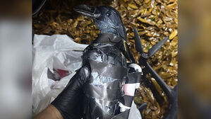 테이프 감은 까마귀 몸 속에&hellip;"이런 수법을" 경악 