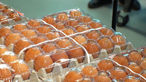 계란 한 판에 7천 원&hellip;산란계 살처분 영향