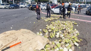 제주 도심에 월동무 2t '와르르'&hellip;경찰, 운전자에 범칙금 부과