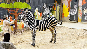 얼룩말 '세로' 깜짝 근황&hellip;안정 되찾은 비결은