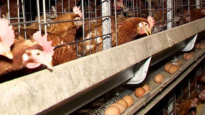 3대 가축전염병 동시 확산&hellip;축산물 가격 급등