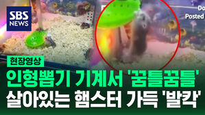 [현장영상] "벌벌 떨고 있어" 인형 뽑기 기계인 줄 알았는데 진짜 햄스터가