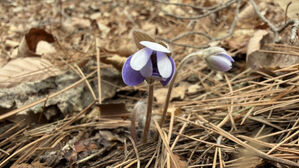쌓인 낙엽 비집고 고개 든 봄꽃 노루귀