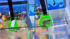 뽑기 하려다 경악&hellip;"살아있잖아" 인형 대신 햄스터가