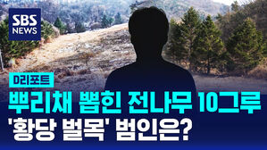 [D리포트] 뿌리째 뽑힌 전나무 10그루&hellip;'황당 벌목' 범인은?