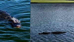 골프대회 중 수면 위로 '둥둥'&hellip;관중들 화들짝