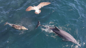 등지느러미 잘린 제주 남방큰돌고래 쌘돌이, 폐어구 벗었다