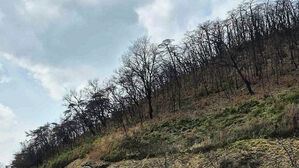 '산불 피해'&hellip;의성 고운사 일대 위험목 제거