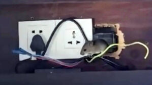 중국 하이난 고급 리조트에 쥐 출몰 (홍콩 성도일보 캡처)