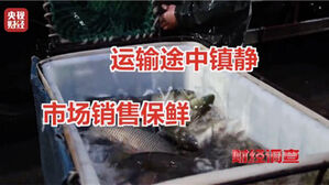 중 CCTV, '무허가 마취제'로 활어 재우는 수산시장들 고발