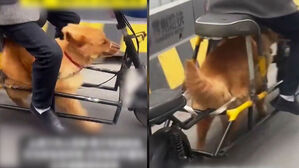 다리 불편해서&hellip;"동물 학대" 논란 번진 오토바이 뭐길래