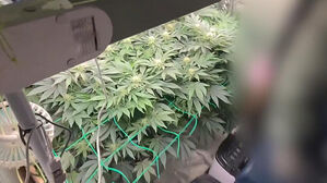 '매월 100만 원' 나랏돈 받더니&hellip;청년 농업인 들통