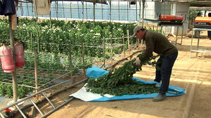 한 달 만에 '50%' 훌쩍&hellip;"못 버티겠다" 곳곳 신음