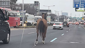 제주 무수천 교차로 인근 달리는 말 (독자제공)