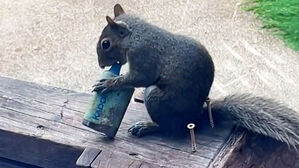 "저게 뭐야" 두 눈 의심&hellip;다람쥐 입에 전자담배?