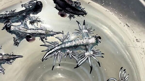 "예쁘다" 잇따라 발견됐는데&hellip;"절대 만지지 마"