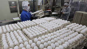 정부, 태국산 계란 224만 개 수입 추진&hellip;국내산 대비 70% 가격에 판매