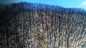 거침없이 번진 불에 '직격'&hellip;1년째 자취 감췄다