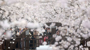 서울 벚꽃 '공식' 개화&hellip;작년보다 엿새, 평년보다 열흘 일러