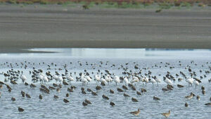 "멸종위기 알락꼬리마도요 핵심 서식지"&hellip;인천녹색연합, "영종 2준설토 투기장 태양광 사업 전면 재검토" 촉구
