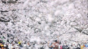 진해 여좌천 벚꽃 공식 만개&hellip;화사한 연분홍으로 뒤덮인 군항제