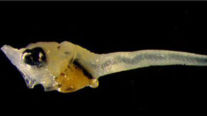 강원 북부서 어린 참다랑어 첫 출현&hellip;동해 수온 상승 영향