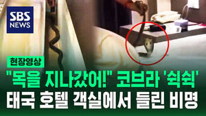 [현장영상] "제 목 위로 뱀이 지나갔어요" 유명 관광지 호텔서 혼비백산