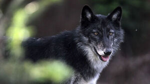 독일 시내 한복판서 늑대가 사람 물어