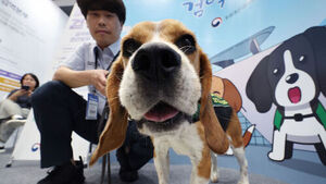 은퇴 국가봉사견에 '제2의 견생'&hellip;입양 시 최대 100만 원 지원