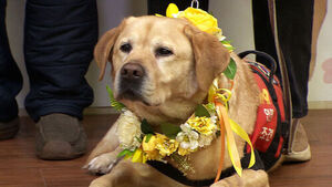 은퇴한 군견&middot;경찰견 입양 시 최대 100만 원 지원