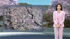 [날씨/XR] 4월 맞이 벚꽃&hellip;80% 이상 꽃망울 '활짝'
