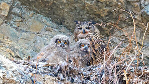 울주군 암벽서 천연기념물 '수리부엉이' 4형제 포착