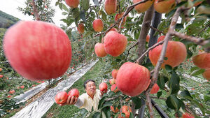 올해 사과 생산 10% 늘린다&hellip;농식품부, 안정생산 대책 추진