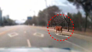 갑자기 나타나더니&hellip;"꺅" 아수라장 된 거리