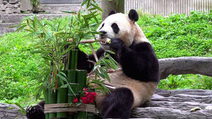푸바오, 다시 한국으로?&hellip;"연간 수십억 원 부담"