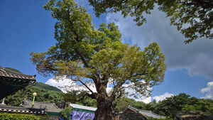 충북 최고 보호수는 청천면 사담리 느티나무&hellip;수령 1천28년