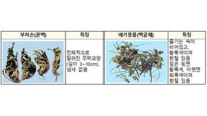 '식용 불가' 부처손&middot;애기똥풀 식용 판매한 업체 2곳 적발