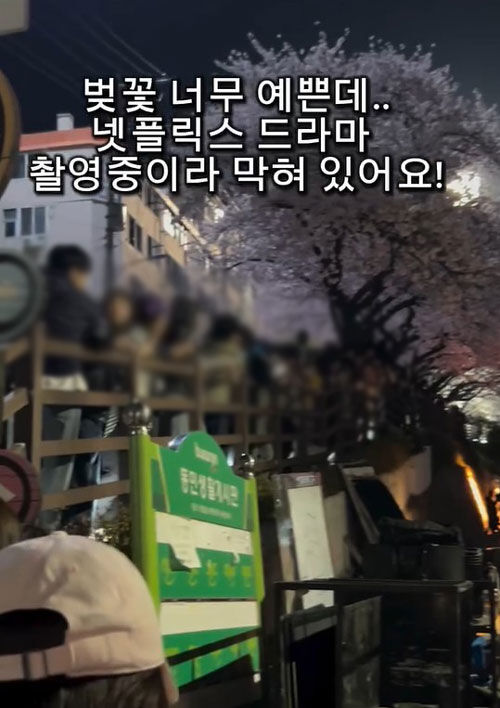 드라마 촬영으로 통제된 벚꽃길 (사진=사회관계망서비스 갈무리, 연합뉴스)