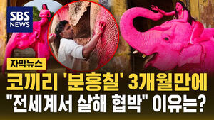 [자막뉴스] '분홍칠' 코끼리 숨지자 '동물학대' 논란&hellip;"살해협박 받아" 사진 작가, '자연사' 주장