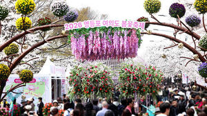 열흘 일찍 찾아와 벌써 '활짝'&hellip;이 시각 윤중로