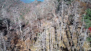 침엽수 '집단 고사' 확산&hellip;지리산에서만 7만 그루