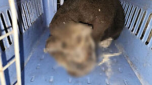 "심한 화상" 눈&middot;코 등 일그러진 채 발견&hellip;70대 검거