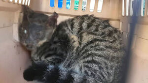 길고양이 화상 입혀 학대한 70대 남성 검거&hellip;"구속영장 신청 방침"