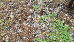 '과일 개화기에 큰일 날 뻔'&hellip; 대구&middot;경북에 1㎝ 우박 쏟아져