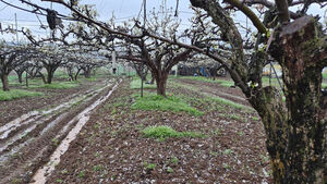 "개화 시작했는데" 나주배 주산지 우박 쏟아져&hellip;피해 우려