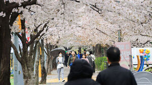 "벚꽃 인증샷 찍어오세요"&hellip;공대 과제 화제