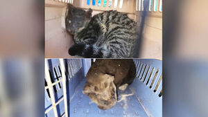 얼굴 불태워 끝내 숨졌다&hellip;주차장 인근서 잇따라 발견