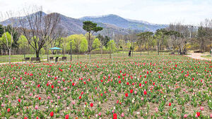 10만 송이 튤립으로 물든 천안 삼거리공원