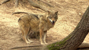"늑대가 탈출했다" 접수된 신고&hellip;'안전 유의' 재난 문자까지