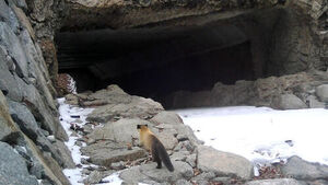 국립공원에 '생태통로' 설치하니&hellip;로드킬 연 4%씩 줄어